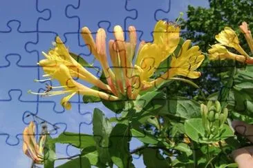 jigsaw puzzle