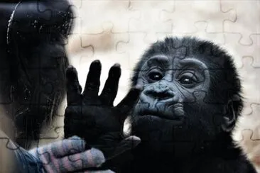 Foto jigsaw puzzle
