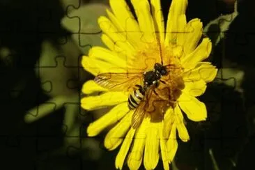 Foto jigsaw puzzle