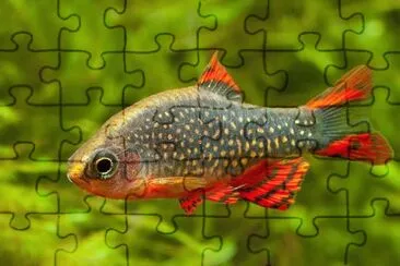 Foto jigsaw puzzle