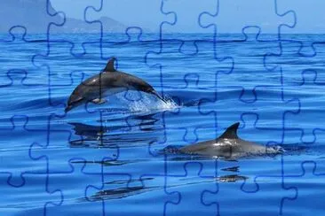 Foto jigsaw puzzle