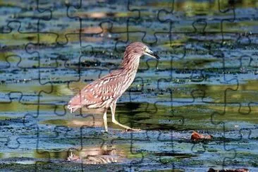 Foto jigsaw puzzle