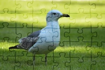 Foto jigsaw puzzle