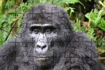 Foto jigsaw puzzle
