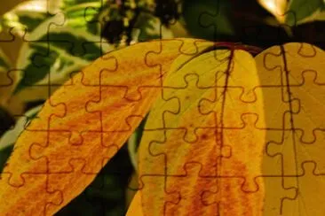 herbst