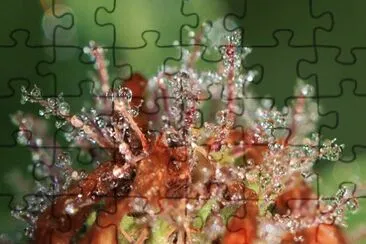 OK jigsaw puzzle