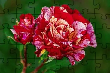 OK jigsaw puzzle