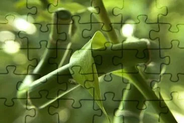 Foto jigsaw puzzle