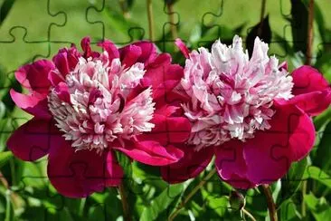OK jigsaw puzzle