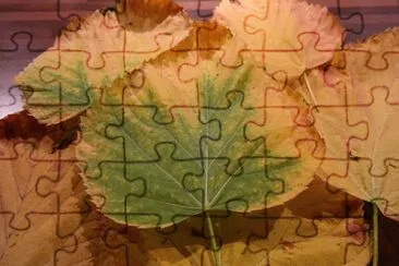 Foto jigsaw puzzle
