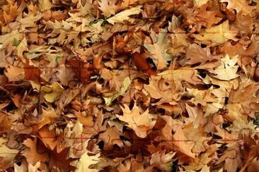 Foto jigsaw puzzle