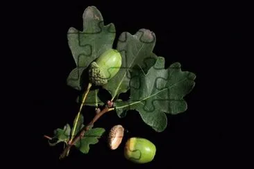 Foto jigsaw puzzle