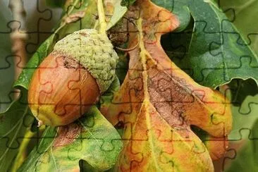 Foto jigsaw puzzle