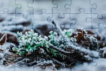 Foto jigsaw puzzle
