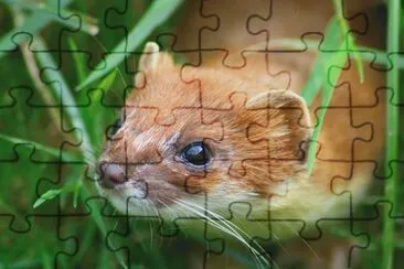 Mustela erminia