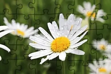 OK jigsaw puzzle