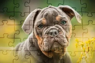 Foto jigsaw puzzle