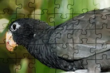 Vasa minore jigsaw puzzle