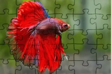 Foto jigsaw puzzle