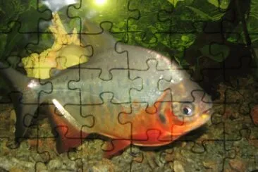 Foto jigsaw puzzle