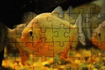 Foto jigsaw puzzle