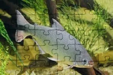 Foto jigsaw puzzle