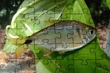 Foto jigsaw puzzle