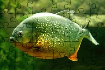 Foto jigsaw puzzle