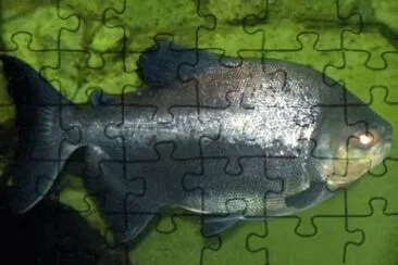 Foto jigsaw puzzle