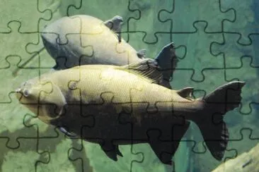Foto jigsaw puzzle
