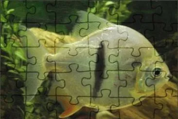 Foto jigsaw puzzle