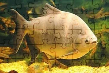 Foto jigsaw puzzle