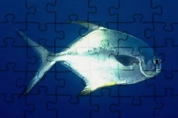 Foto jigsaw puzzle