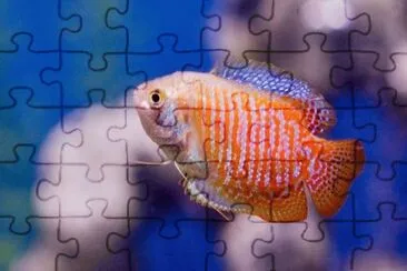Foto jigsaw puzzle