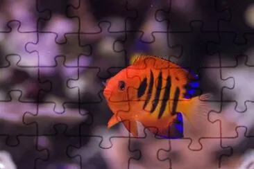 Foto jigsaw puzzle