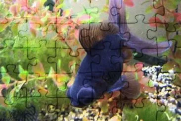 Foto jigsaw puzzle