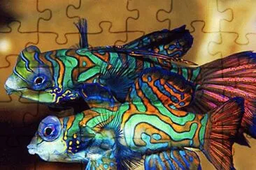 Foto jigsaw puzzle