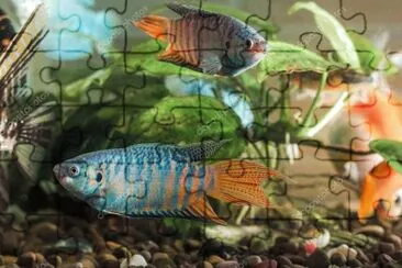 Foto jigsaw puzzle