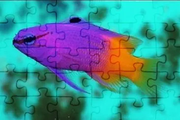 Foto jigsaw puzzle