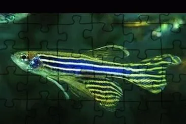 Foto jigsaw puzzle