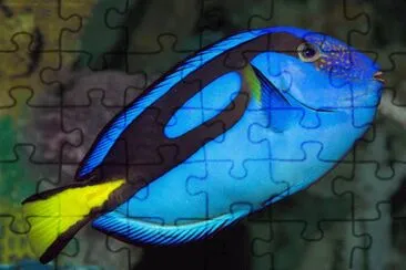 Foto jigsaw puzzle