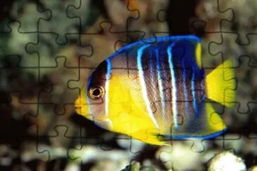 Foto jigsaw puzzle