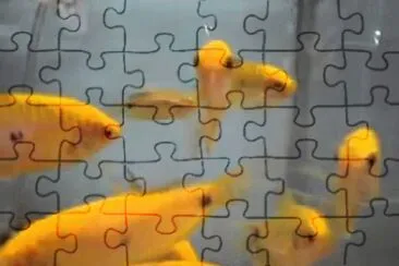 Foto jigsaw puzzle