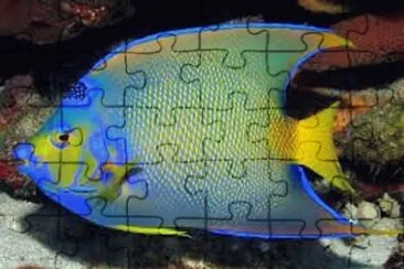 Foto jigsaw puzzle