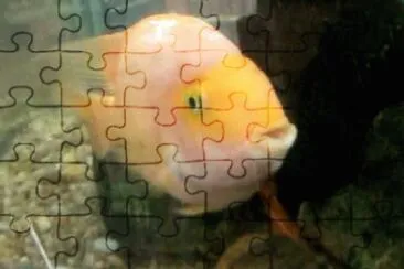 Foto jigsaw puzzle