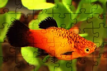 Foto jigsaw puzzle