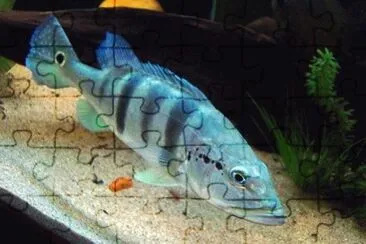 Foto jigsaw puzzle