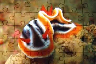 Foto jigsaw puzzle