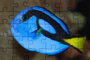 Foto jigsaw puzzle