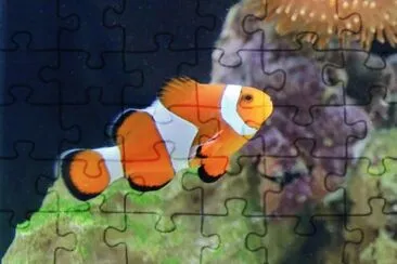 Foto jigsaw puzzle